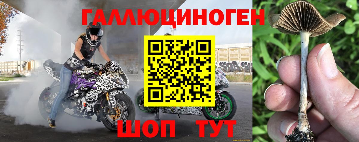 Галлюциногенные грибы Psilocybe Пыть-Ях